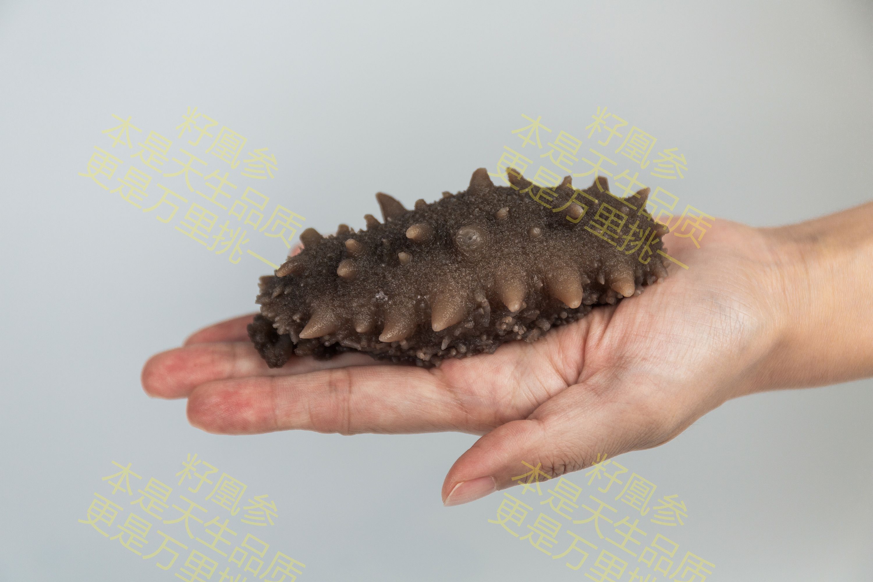 24个节气 怎么吃海参