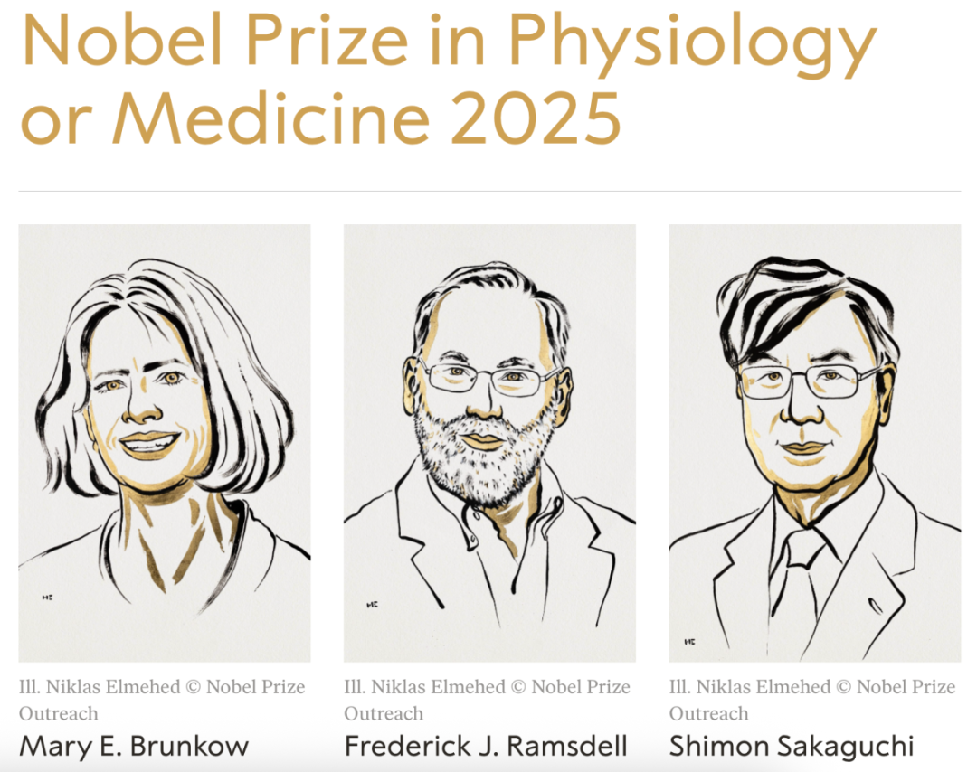 调节性T细胞获得诺奖：为什么它对过敏、自身免疫病和癌症都特别重要？以及，如何保持平衡。